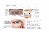 mthompsonscience.weebly.com · Web viewTransmission = Rods/cones to Optic Nerve to optic chiasma to optic tracts to primary visual cortex (occipital lobes) Chemical senses – taste