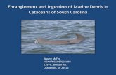 Entanglement and Ingestion of Marine Debris in Cetaceans ...sea-mdi.engr.uga.edu/wp-content/uploads/2014/06/McFee-Wildlife-Impacts.pdf · Entanglement and Ingestion of Marine Debris