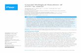 Crucial biological functions of CCL7 in cancer · 2018-06-14 · Crucial biological functions of CCL7 in cancer Yangyang Liu1,*, Yadi Cai1,*, Li Liu2, Yudong Wu3 and Xiangyang Xiong2