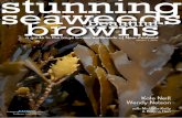 stunning seaweeds beautiful browns · 2016-09-14 · stunning seaweeds beautiful Kate Neill Wendy Nelson with Michelle Kelly & Blayne Herr ... don’t have true leaves, or stems or