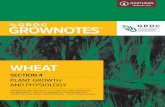 WHEAT · High temperatures during establishment cause seedling mortality, reducing the number of plants that establish. In hot environments, the maximum temperature in the top few