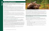 General Moose Regulations 34 Hunting Regulations 2014 â€¢ 2015 Moose â€¢ General Moose Regulations Information