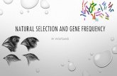 NATURAL SELECTION AND GENE FREQUENCY 105/GF...population evolves as “better” alleles increase in frequency in the gene pool. • This means that gene frequency and natural selection