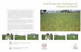 Seed Production Techniques for Oilseeds and Pulses. Seed Production Techniques for Oilseeds and Pulses.pdfMethod of seed production Groundnut is a self pollinated crop with 0 – 5%