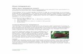 Plant Adaptations - Conservatory Of Flowers Adaptations.pdf · Conservatory of Flowers Updated: 6/16 for a huge number of animals, insects, worms, other epiphytes and even the host