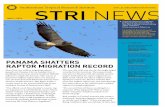 stri.si.edu/sites/strinewsstri-sites.si.edu/sites/strinews/PDFs/STRINews_Nov_7_2014.pdf · para las migraciones de aves rapaces en Eilat, Israel, donde se observan anualmente alrededor