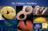 Ch 7 Notes - Porifera · 2017-03-10 · Ch 7 Notes - Porifera . INVERTEBRATES (animals without a backbone) •found in the Kingdom Animalia •97% of all animal species . PHYLUM PORIFERA