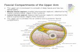 Fascial Compartments of the Upper Arm - ... Dentistry 2015dentistry2015ju.weebly.com/uploads/8/5/8/5/85853488/4_arm.pdfFascial Compartments of the Upper Arm ... Musculocutaneous, median,