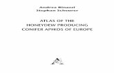 ATLAS OF THE HONEYDEW PRODUCING CONIFER APHIDS OF … · 20 Atlas of the Honeydew Producing Conifer Aphids of Europe Tribus Eulachnini includes conifer feeding species showing one–year–lasting