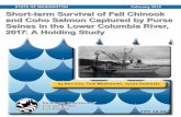 Short-term Survival of Fall Chinook and Coho Salmon Captured by … · 2019-12-19 · Short-term survival of fall Chinook and Coho salmon captured by purse seines in the lower Columbia