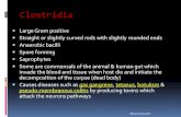 Clostridia - جامعة الملك سعودfac.ksu.edu.sa/sites/default/files/clostridia_0.pdf · Clostridia Large Gram positive Straight or slightly curved rods with slightly rounded