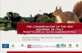 THE CONSERVATION OF THE RED SQUIRREL IN ITALY · THE CONSERVATION OF THE RED SQUIRREL IN ITALY PROGETTO LIFE+ EC-SQUARE ROSSOSCOIATTOLO Bertolino Sandro & Task Force EC-SQUARE Università