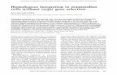 Homologous integration in mammalian cells without target gene …genesdev.cshlp.org/content/2/11/1353.full.pdf · 2007-04-26 · Homologous integration in mammalian cells without