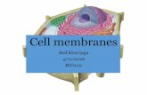 Cell membranes - Linn–Benton Community Collegecf.linnbenton.edu/mathsci/bio/elorris/upload/Lec4_Cell_Membranes.pdf · (diffusion) across membranes water glucose carrier protein