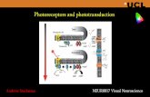 Photoreceptors and phototransductioncvrl.ucl.ac.uk/neur0017/Lecture Notes/Stockman/Transduction.pdf · Chromophore. 11-cis-retinal. Main molecular players in the cascade. ... We’ll
