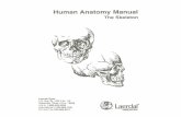 Human Anatomy Manual - Microsoftlaerdalcdn.blob.core.windows.net/downloads/f381/HUMAN_ANATOMY_MANUA… · anatomy that describes the structure and functions of the skeletal system.