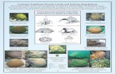 Common Southeast Florida Corals and Primary Regulations · Common Southeast Florida Corals and Primary Regulations All hard corals in FL are protected in part by either State or Federal