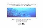 Status of Multi-Species Spawning Aggregations in Belize - Turneffe Atoll … · 2009-03-02 · Executive Summary The two goals of this study were to 1. Re-evaluate the status of Nassau