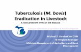 Tuberculosis (M. bovis · •M. bovis was a significant part of the human TB problem –20-30% of TB cases were likely related to cattle or cattle products –25% of tuberculosis