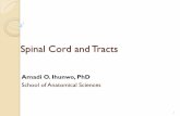 Spinal Cord and Tractsanatomical-sciences.health.wits.ac.za/gross-anat/Spinal Cord and Tracts.pdf · Indicate on a diagram of a cross-section of the spinal cord, the ascending and