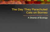 The Day They Parachuted Cats on Borneo · Then the copters sprayed, and we lost our appetite. Now we laze away the days, we snooze the balmy night. For every roach we eat, though