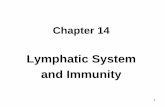 Lymphatic System and Immunity...3. Activation of complement stimulates inflammation, attracts phagocytes and enhances phagocytosis. D. Natural Killer (NK ) cells 1. Defend the body