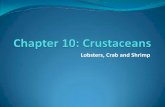 Lobsters, Crab and Shrimp - Ms. Murray's Biology · 2018-09-10 · Crustaceans Sub-phylum: Crustacea ~30,000 species mostly marine, some freshwater. 2 pairs of antennae a pair of