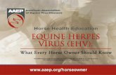 PowerPoint Presentation · American Association AAEP of Equine Practitioners Horse Health Education EQUINE HERPES VIRUS (EHV): What Every Horse Owner Should Know The AAEP horse health