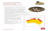 Northern Quoll (Dasyurus hallucatus)...(Dasyurus hallucatus) This small, omnivorous (eats both animals and plants) marsupial is one of the four Australian species of quoll. The Northern