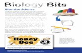 Ask A Biologist - Biology Bits - Honey Bee · Biology Bits stories are a great way for you to learn about ... Is there such a thing as a killer bee? Africanized honey bees have a