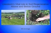 Livestock's Vital role in Soil Regeneration Above and ... Armitage OFC17.pdf · Livestock's Vital role in Soil Regeneration Above and Below Ground Wil Armitage. The Albrecht Soil