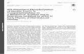 Akt-Dependent Phosphorylation Compartmentalized on ObesityMini P. Sajan, 1,2Mildred E. Acevedo-Duncan, Mary L. Standaert, 1,2Robert A. Ivey, Mackenzie Lee,1,2 and Robert V. Farese1,2