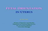 FETAL ORIENTATION IN UTERUS - s1.fkh.unair.ac.ids1.fkh.unair.ac.id/images/PPT/Fetal orientation in uterus.pdf · Division of Obstetrics and Infertility Department of Veterinary Reproduction