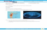 REVISION: TRANSPORT IN ANIMALS 11 SEPTEMBER 2013 · 2018-05-01 · REVISION: TRANSPORT IN ANIMALS 11 SEPTEMBER 2013 Lesson Description In this lesson we: Revise the circulatory system,