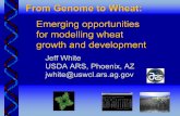 Emerging opportunities for modelling wheat growth and ... · Emerging opportunities . for modelling wheat . growth and development. Jeff White. USDA ARS, Phoenix, AZ. ... Six levels