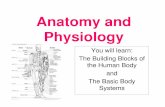 Anatomy and Physiology - Humble Independent …...Gross Anatomy • The study of structures that can be seen with the naked eye . Microscopic Anatomy • Also called histology, studies