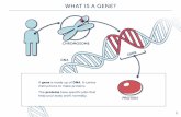 CHROMOSOME...SOMATIC VS GERMLINE MUTATION GERMLINE MUTATION A germline mutation is a change in the gene that was inherited and therefore causes an increased risk for cancer. This is