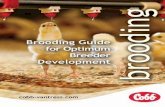 Brooding Guide for Optimum Breeder Development...Brooding Guide for Optimum Breeder Development 2 cOBB The key to successful rearing lies in an effective management program starting