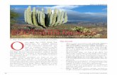 THE CACTUS & SUCCULENT HOT-SPOTS OF OAXACA AND … tour.pdf · 56 CACTUS AND SUCCULENT JOURNAL JEFF CHEMNICK CSSA 2019 PRE-CONVENTION TOUR SOUTHERN MEXICO THE CACTUS & SUCCULENT HOT-SPOTS