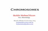 Hawler Medical University, Iraq bashdar@res.hmu.edu.iq ...res.hmu.edu.iq/Portals/0/Users/Bazhdar/Chromosomes... · (1:0.6) 3. (1:0.1) Euchromatin ... •At the beginning of mitosis