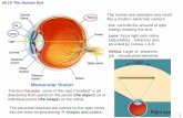 26.10 The Human Eye Iris Lens Retina - Astronomywoolf/2020_Jui/apr17.pdf · in response to near and far objects depth perception with just one eye . This is a skill learned by a baby