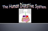PowerPoint Presentation - The Human Digestive Systemstaffnew.uny.ac.id/.../22digestive-system.pdf · J-shaped muscular bag that stores the food you eat, breaks it down into tiny pieces.