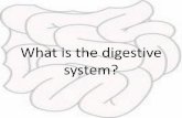 The Digestive System - YayScience Grade/Human Body/t… · (Peristalsis- the muscular action of material moving through the digestive system by wave-like action of smooth muscles.)