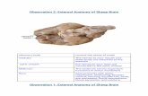 Observation 2: External Anatomy of Sheep Brain · Web view, one of three meninges (membranes) that cover the brain. You will need to remove the dura mater to see most of the structures