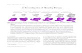 4D Reconstruction of Blooming Flowers - BGUasharf/Flower.pdf · 2016-06-04 · Q. Zheng, X. Fan, A. Sharf, M. Gong, O. Deussen, H. Huang / 4D Reconstruction of Blooming Flowers 3