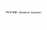 뼈대계통 (Skeletal System) - KOCWcontents.kocw.net/KOCW/document/2014/Seowon/yoonwanyoung/... · 2016-09-09 · • 뼈발생, 골화(ossification) • 연골 또는 다른 결합조직들이