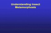 Understanding Insect Metamorphosis - PACE Turf · Understanding metamorphosis can help you to: •Properly identify insect pests •Avoid treating non-pest insects •Know where to