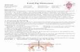 FETAL PIG DISSECTION Spring - Welcome HSHP Biologisthshpbiology.weebly.com/uploads/3/9/1/5/39159681/... · Fetal Pig Dissection 1. The fetal pig assigned to you measures _____ cm