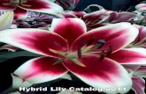 Ordering InformationFred C. Gloeckner Co. HYBRID LILY CATALOG Page 1 ORDERS / CUSTOMER SERVICE: 1-888-655-0907 IMPORTANT INFORMATION / TERMS & CONDITIONS *SPECIAL NOTES: *Due to the