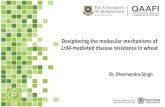 Deciphering the molecular mechanisms of Lr34 ... Deciphering the molecular mechanisms of Lr34-mediated